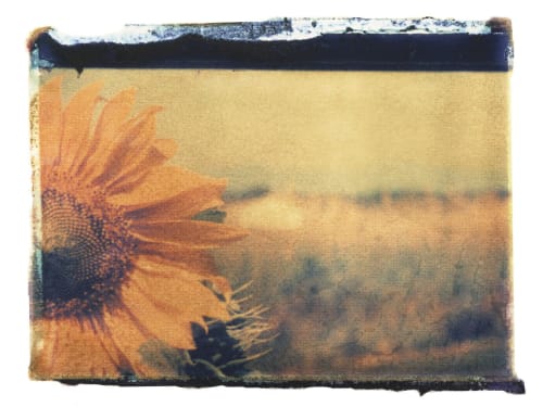 Sunflower On Film | Paintings by She Hit Pause