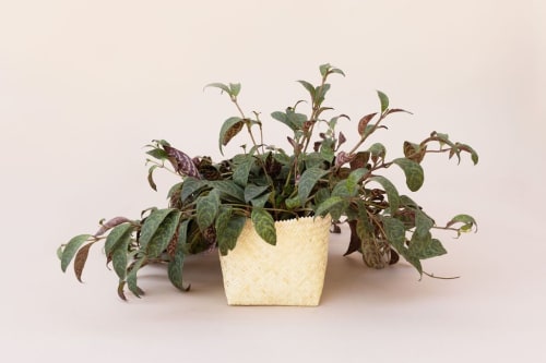 6" Lipstick black pagoda + Woven Planter Basket | Vases & Vessels by NEEPA HUT