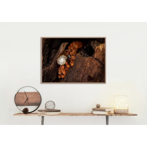 Photograph • Resting Slug, Snail, Mushrooms, PNW, Macro | Photography by Honeycomb