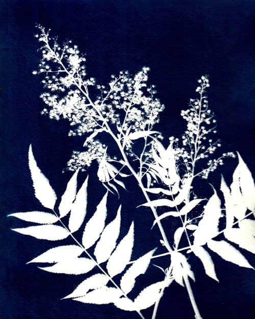 Colorado Alpine Flower Two | Paintings by Kathy Ferguson Art