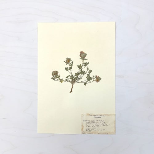 Vintage Pressed Botanical #39 | Art & Wall Decor by Farmhaus + Co.