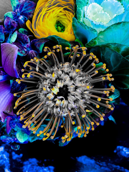 Nature's Pincushion | Photography by Joanie Landau