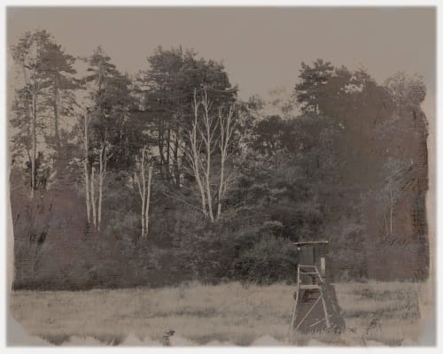 Forest View | Photography by Louise O'Gorman