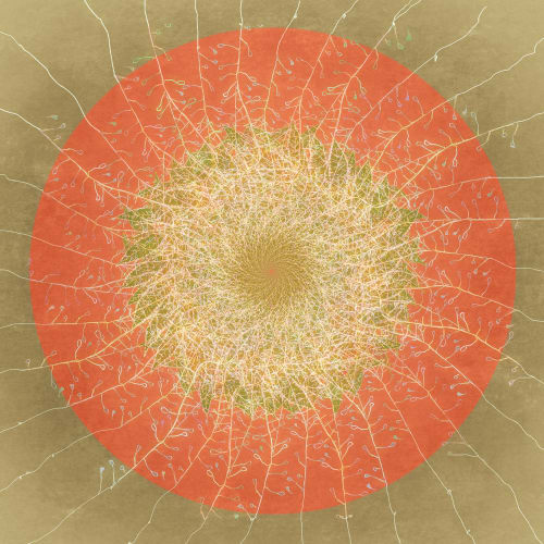 Floral mandala #1 | Photography by Louise O'Gorman
