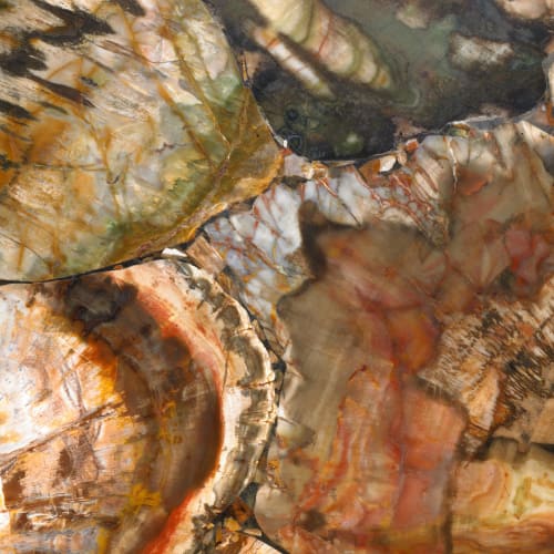 Fossilized Woods | Wallpaper in Wall Treatments by Wallcovetings by Brenda Houston
