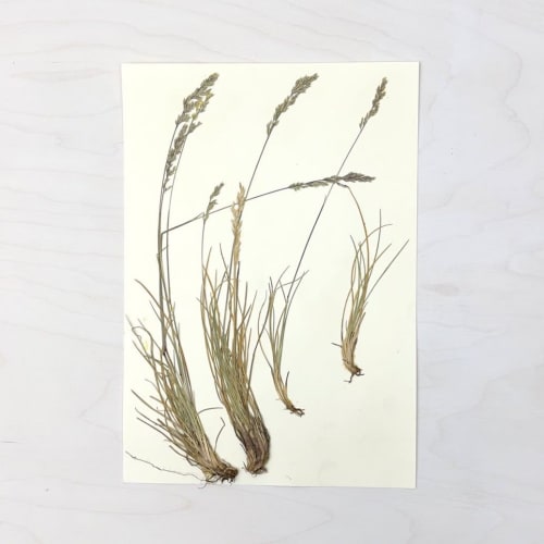 Vintage Pressed Botanical #26 | Pressing in Art & Wall Decor by Farmhaus + Co.
