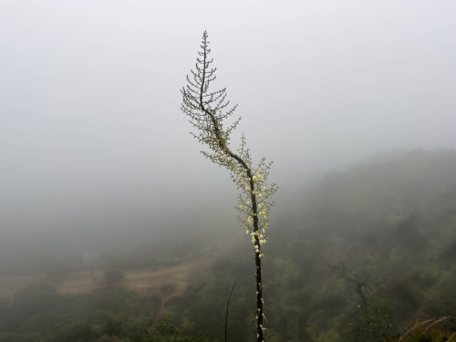 Runyon Canyon | Photography by Korbin Bielski Fine Art Photography