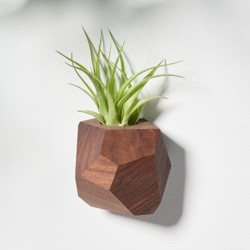 GEORGIA Walnut Air Plant Holder | Vases & Vessels by Untitled_Co