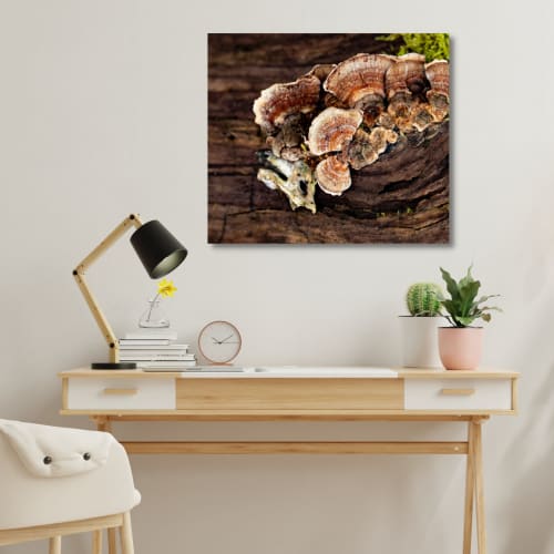 Photograph • Mushrooms, Fungi, PNW, Oregon, Macro | Photography by Honeycomb
