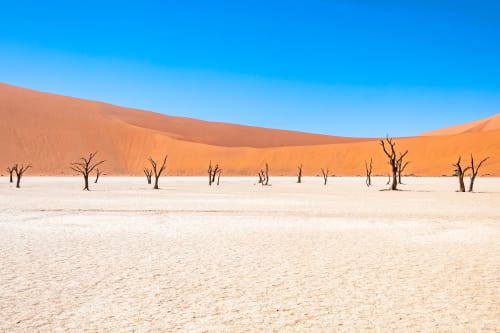 Skeleton Trees in Namibia Africa | Photography by Richard Silver Photo