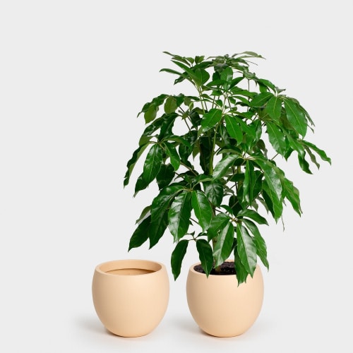 Calyer 34 Large Planter | Vases & Vessels by Greenery Unlimited