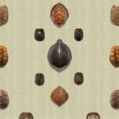 Turtle Shells | Wallpaper in Wall Treatments by Wallcovetings by Brenda Houston