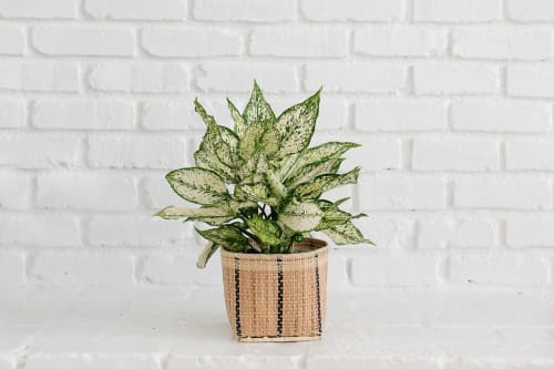 6" First Diamond + Basket | Planter in Vases & Vessels by NEEPA HUT