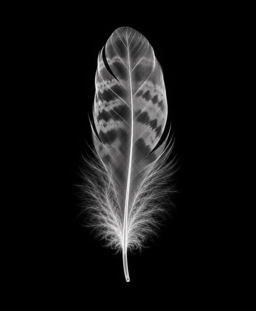 EXPOSED AUTUMN — FEATHER | Decorative Objects by Exposedart