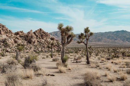 Desert Gossip | Photography by Korbin Bielski Fine Art Photography