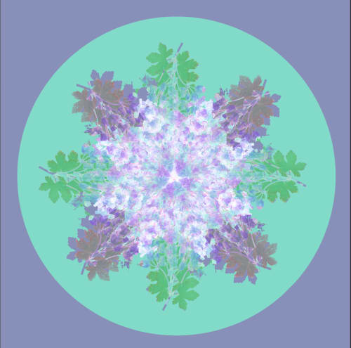Botanical mandala #5 | Photography by Louise O'Gorman