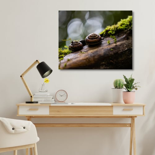 Photograph • Snails, PNW, Oregon, Woodland, Macro | Photography by Honeycomb