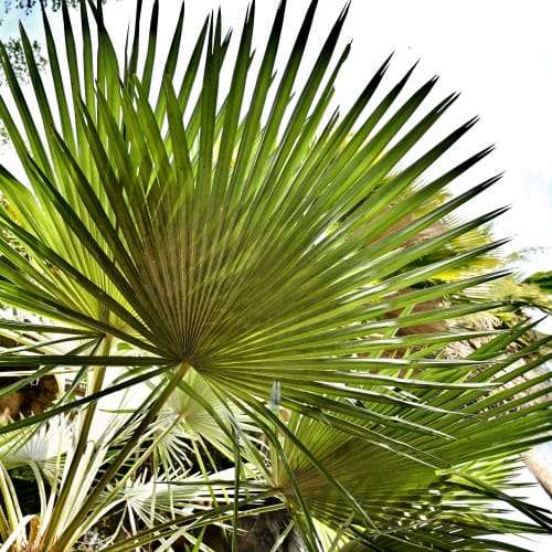 Palms V | Photography by Neon Dunes by Lily Keller