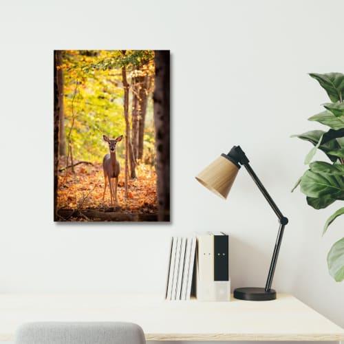 Photograph • Autumn Deer, Nature, Fall Leaves, Deer | Photography by Honeycomb