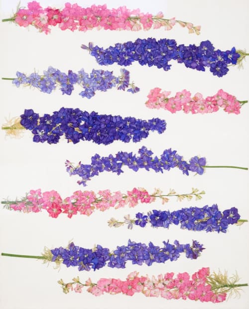 Print - The Laying Larkspur | Prints by Sarah Ebert Art