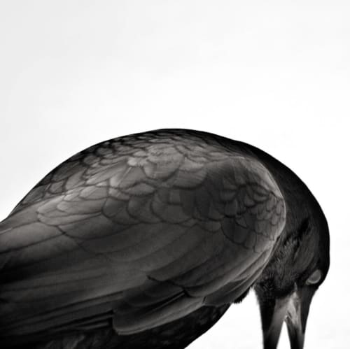 L. Blackwood - Crow Arc | Photography by Farmhaus + Co.