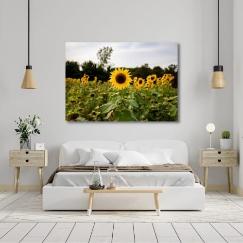 Photograph • Sunflower Fields, Nature, Flowers, Landscape | Photography by Honeycomb