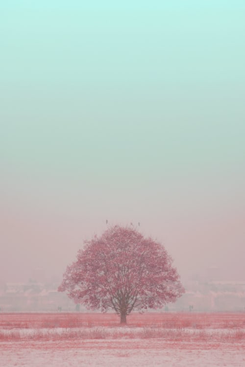 Lone pink tree | Photography by Louise O'Gorman