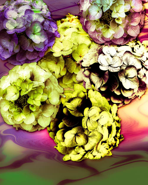 Chromic Hydrangeas | Photography by Joanie Landau