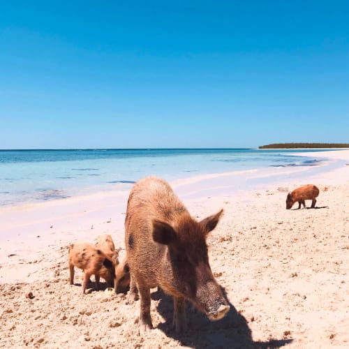 Bahama Mama | Photography by Neon Dunes by Lily Keller