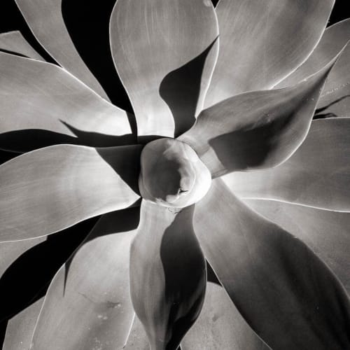 L. Blackwood - Desert Botanical #1 | Photography by Farmhaus + Co.