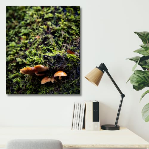 Photograph • Take Cover, Mushrooms, Fungi, PNW, Macro | Photography by Honeycomb