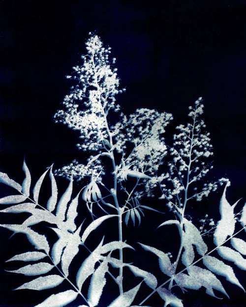 Colorado Alpine Flower Three | Paintings by Kathy Ferguson Art