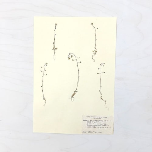 Vintage Pressed Botanical #20 | Pressing in Art & Wall Decor by Farmhaus + Co.