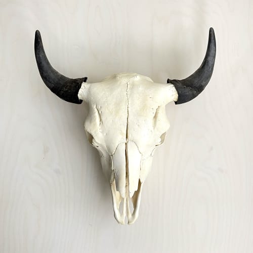 Bison Skull - Natural | Wall Hangings by Farmhaus + Co.