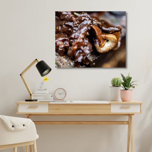 Photograph • Slug, Forest, Insects, PNW, Macro | Photography by Honeycomb