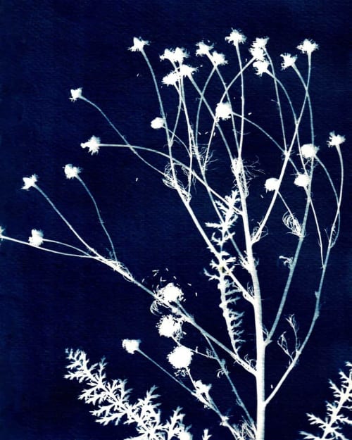 Colorado Wild Daisy | Paintings by Kathy Ferguson Art