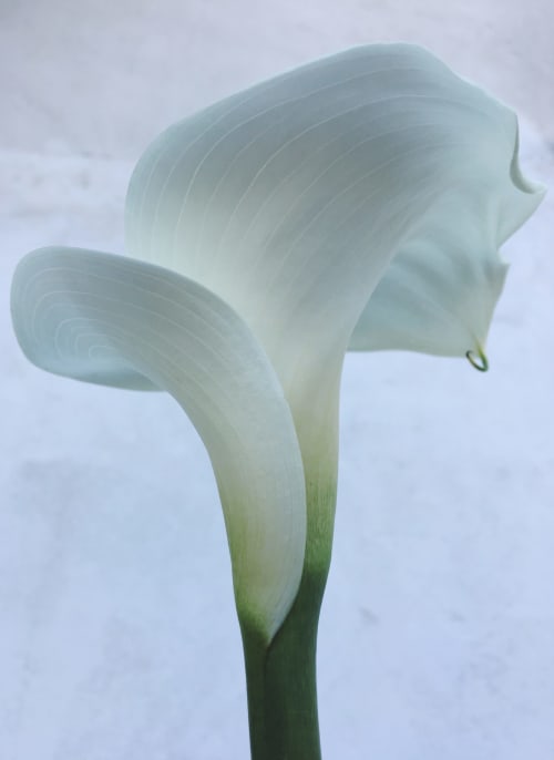 i offer my tender | Photography by Lani Trock