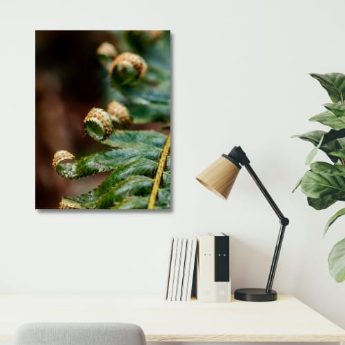 Photograph • Ferns, PNW, Oregon, Forest, Macro Photography | Photography by Honeycomb