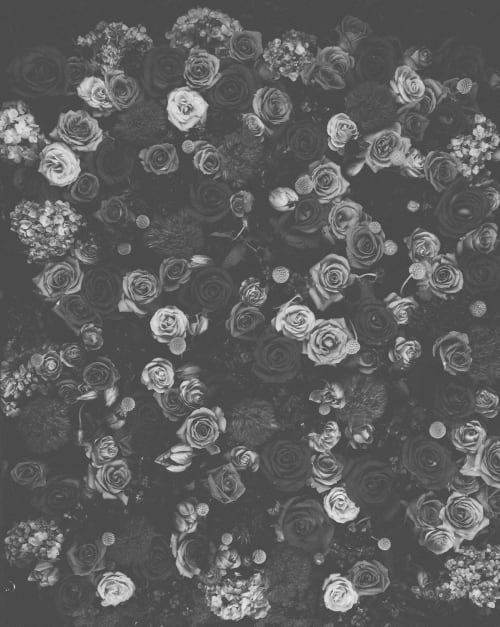 Black and White Roses Photograph, Large Romantic Wall Art | Prints by Capricorn Press