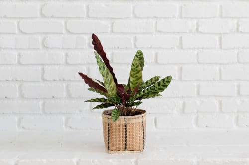 6" Rattlesnake + Planter Basket | Vases & Vessels by NEEPA HUT