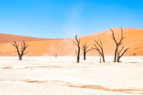 Namibian Dead Trees, Natures Perfect Landscape | Photography by Richard Silver Photo