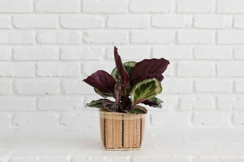 6" Prayer Plant + Basket | Vases & Vessels by NEEPA HUT
