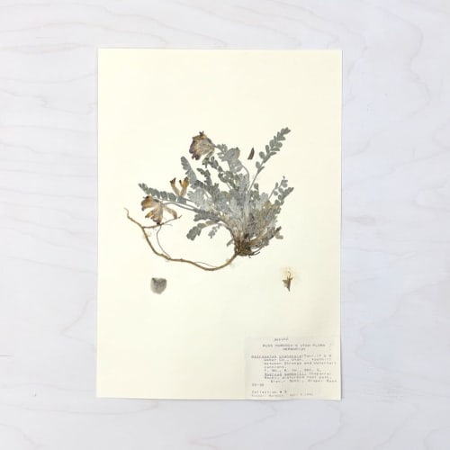 Vintage Pressed Botanical #17 | Pressing in Art & Wall Decor by Farmhaus + Co.