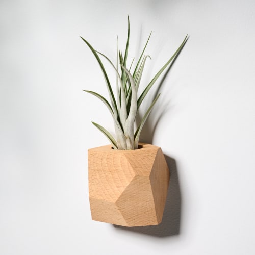 GEORGIA Beech Air Plant Holder | Vases & Vessels by Untitled_Co