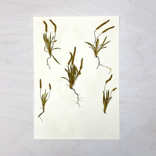 Vintage Pressed Botanical #2 | Pressing in Art & Wall Decor by Farmhaus + Co.