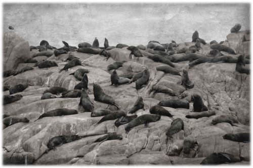 Los Lobos de Mar | Photography by Louise O'Gorman