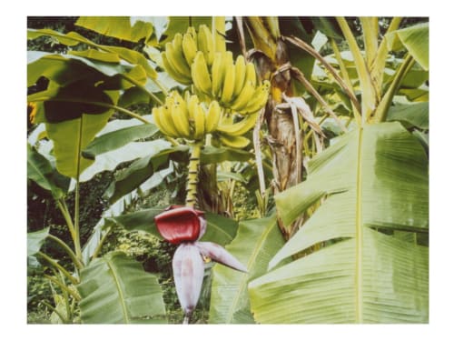 Watching bananas sleep | Paintings by She Hit Pause