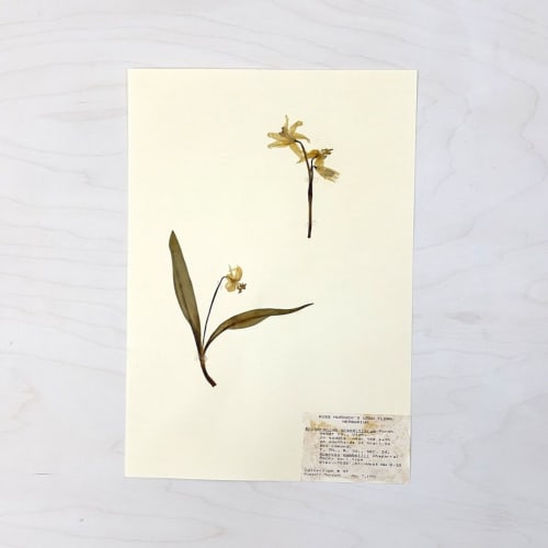 Vintage Pressed Botanical #5 | Pressing in Art & Wall Decor by Farmhaus + Co.