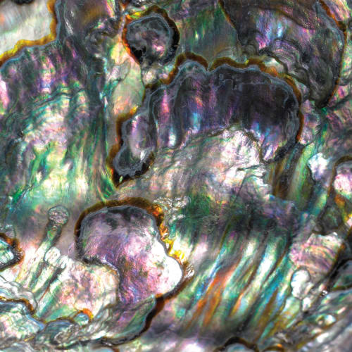 Abalone | Wallpaper in Wall Treatments by Wallcovetings by Brenda Houston