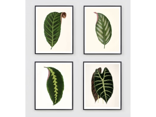 Botanical Print Set, Set of 4 botanical prints, Antique | Paintings by Capricorn Press